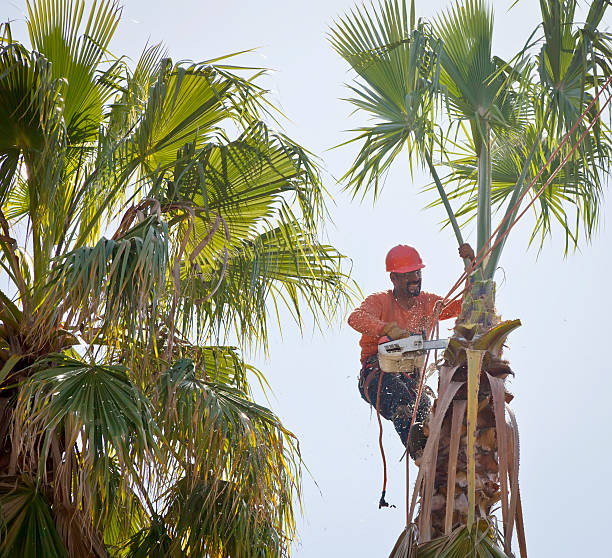 Professional Tree Service in Smithville, MO